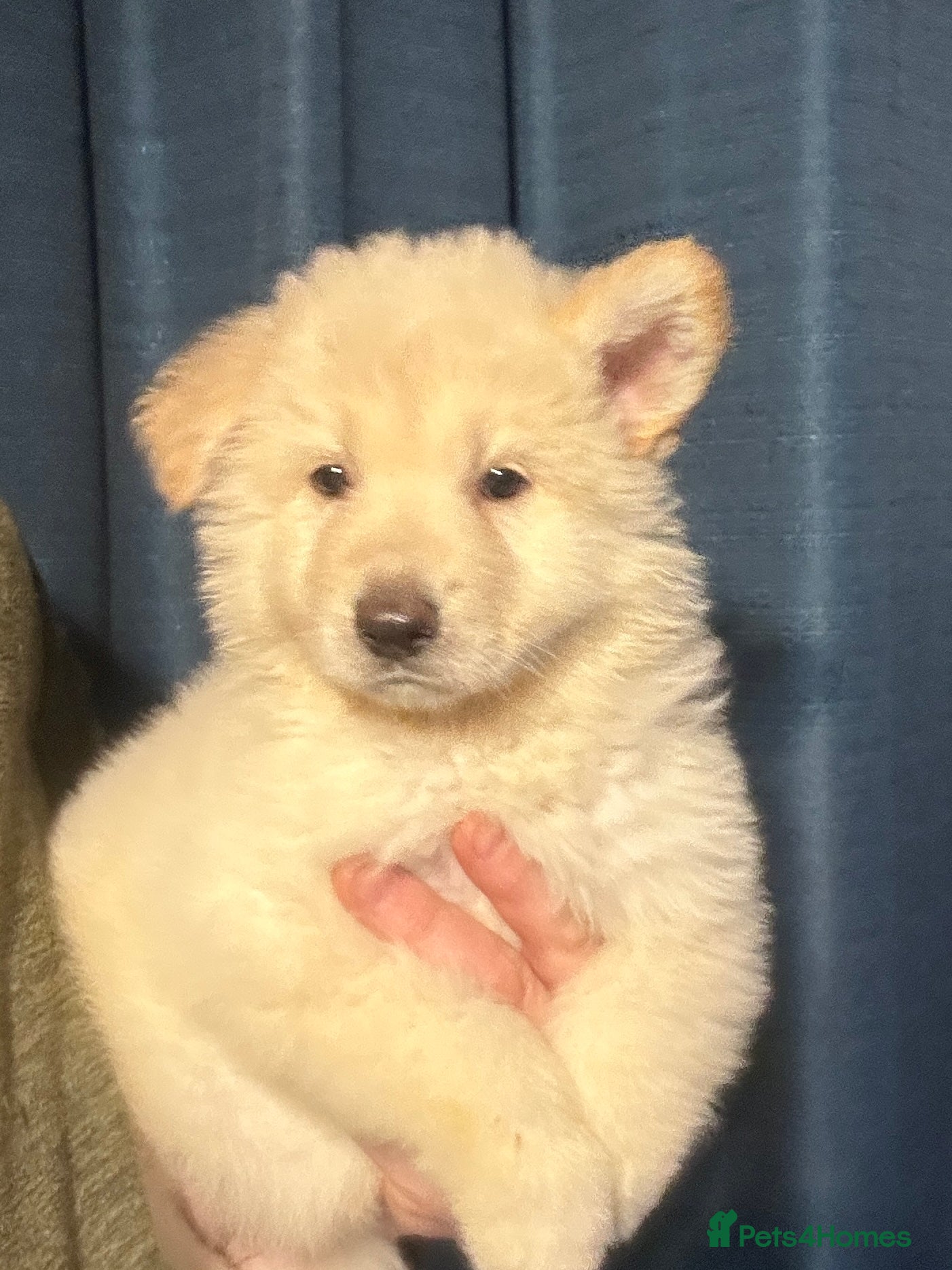 German Shepherd dogs Traditional Long Coat, Straight backed GSD Puppies - Advert 10