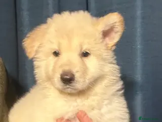 German Shepherd dogs Traditional Long Coat, Straight backed GSD Puppies - Advert 10