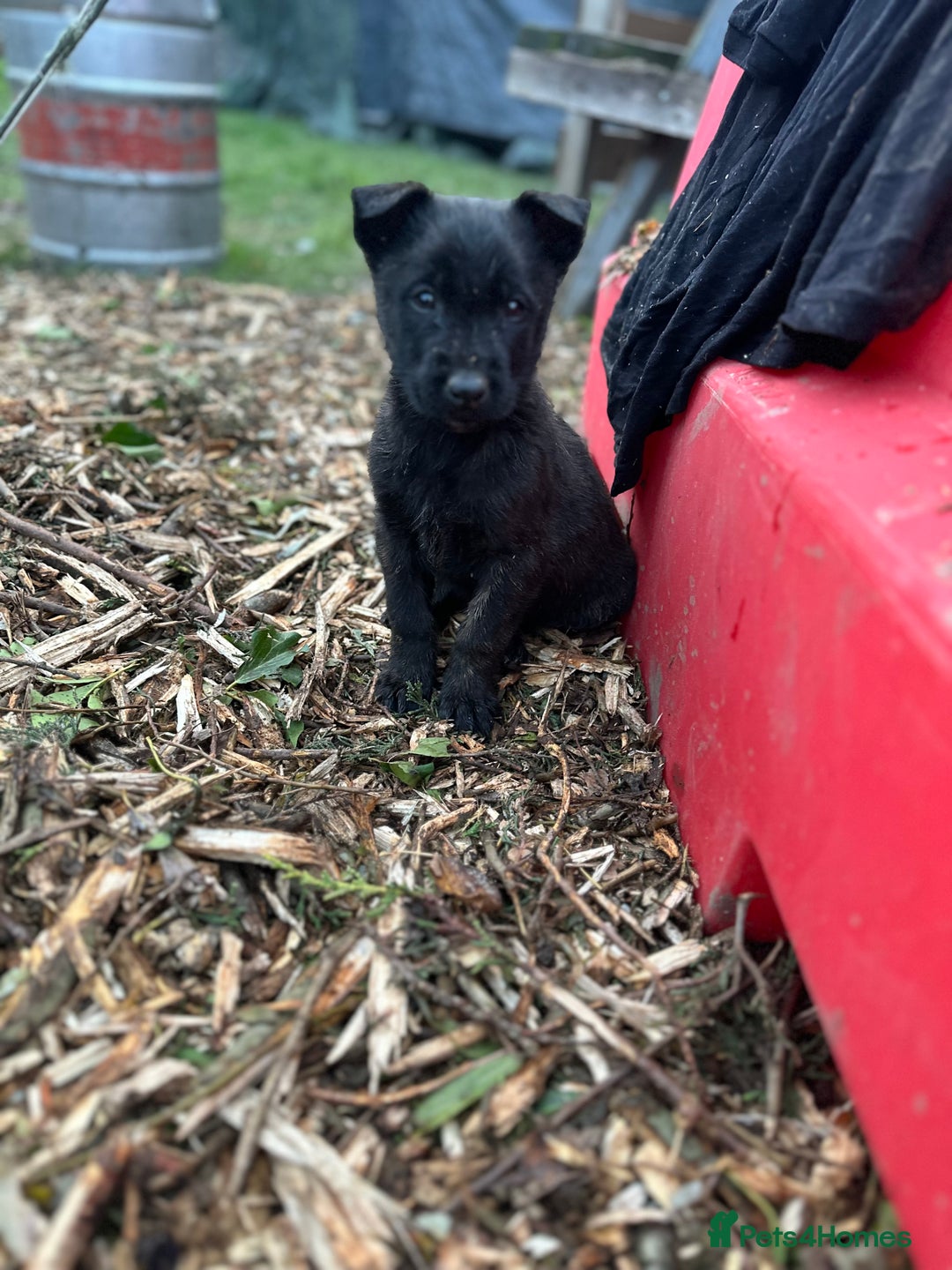 Mixed Breed dogs for sale: Dutch Herder Puppies  - Advert 38