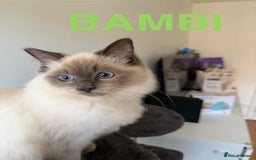 Ragdoll cats for sale: Ragdoll Kittens Looking for Their Forever Homes  - Image 9