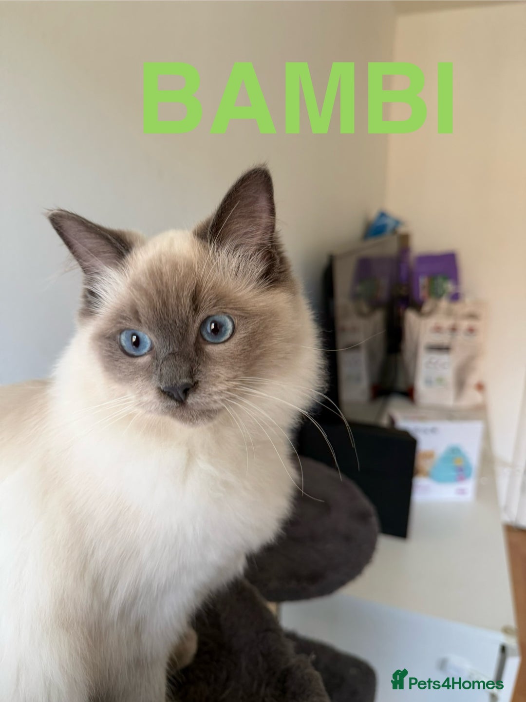 Ragdoll cats for sale: Ragdoll Kittens Looking for Their Forever Homes  - Image 9