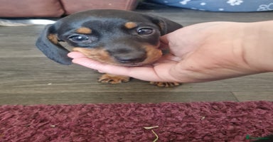 Miniature Dachshund dogs - Advert 11