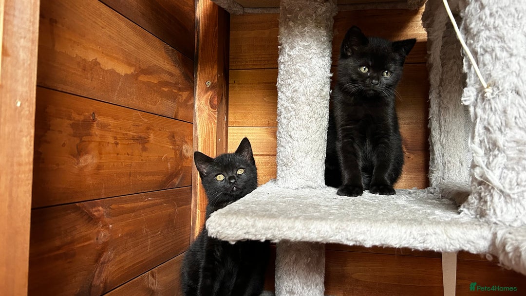 British Shorthair cats for sale: Kittens for forever homes - Image 10