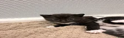 Mixed Breed cats for sale: 2 gorgeous kittens remaining  - Advert 7