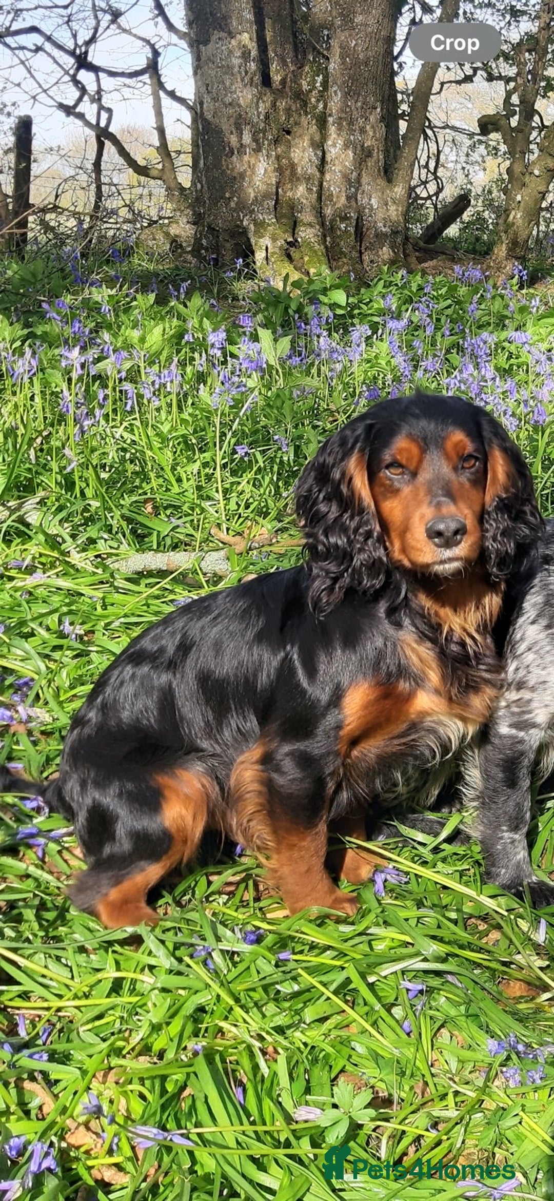 Mixed Breed dogs for sale: Beautiful Cocker X Puppies  - Advert 7