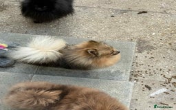 Pomeranian dogs for sale: 4lb orange sable  - Image 2