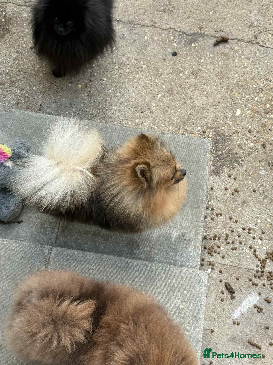 Pomeranian dogs for sale: 4lb orange sable  - Image 2
