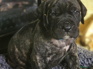 Presa Canario dogs - Advert 3