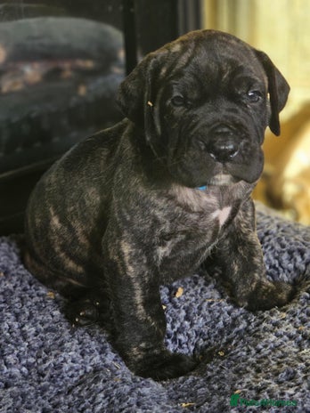 Presa Canario dogs - Advert 3