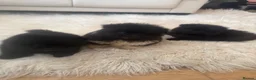Pomeranian dogs for sale: Pomeranian  in Warrington - Advert 10