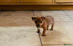 Jack Russell dogs for sale: Outstanding miniature Jack Russell puppies  - Image 12