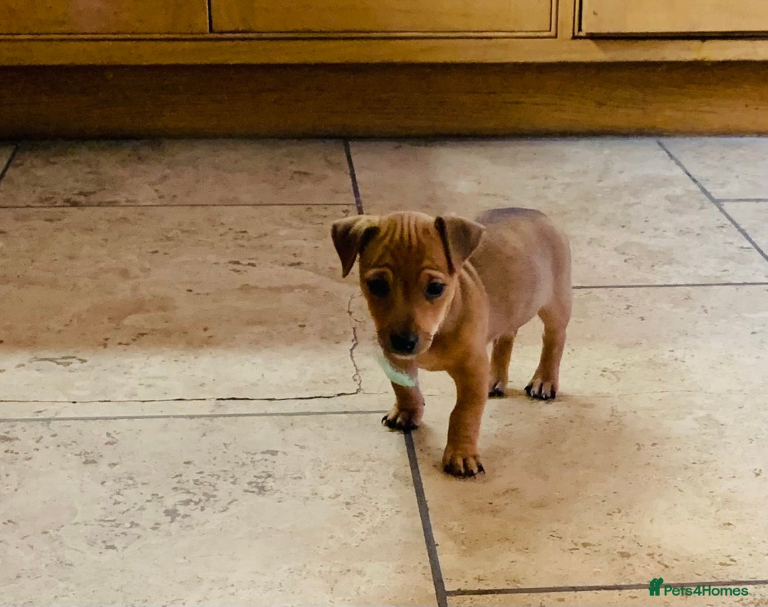 Jack Russell dogs for sale: Outstanding miniature Jack Russell puppies  - Image 12