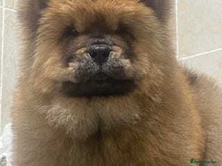 Chow Chow dogs KC Top quality of chow chow looking for new 🏠 - Advert 8