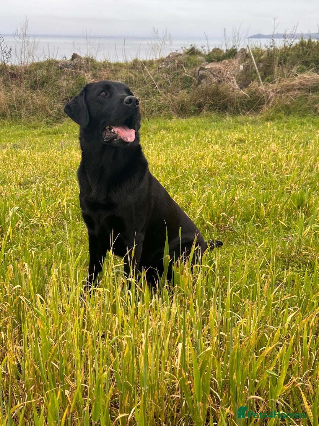 Labrador Retriever dogs for sale: Beautiful KC registered black Labrador puppies - Advert 5