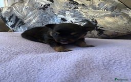 Pomchi dogs for sale: 3/4 Pomeranian  - Image 4