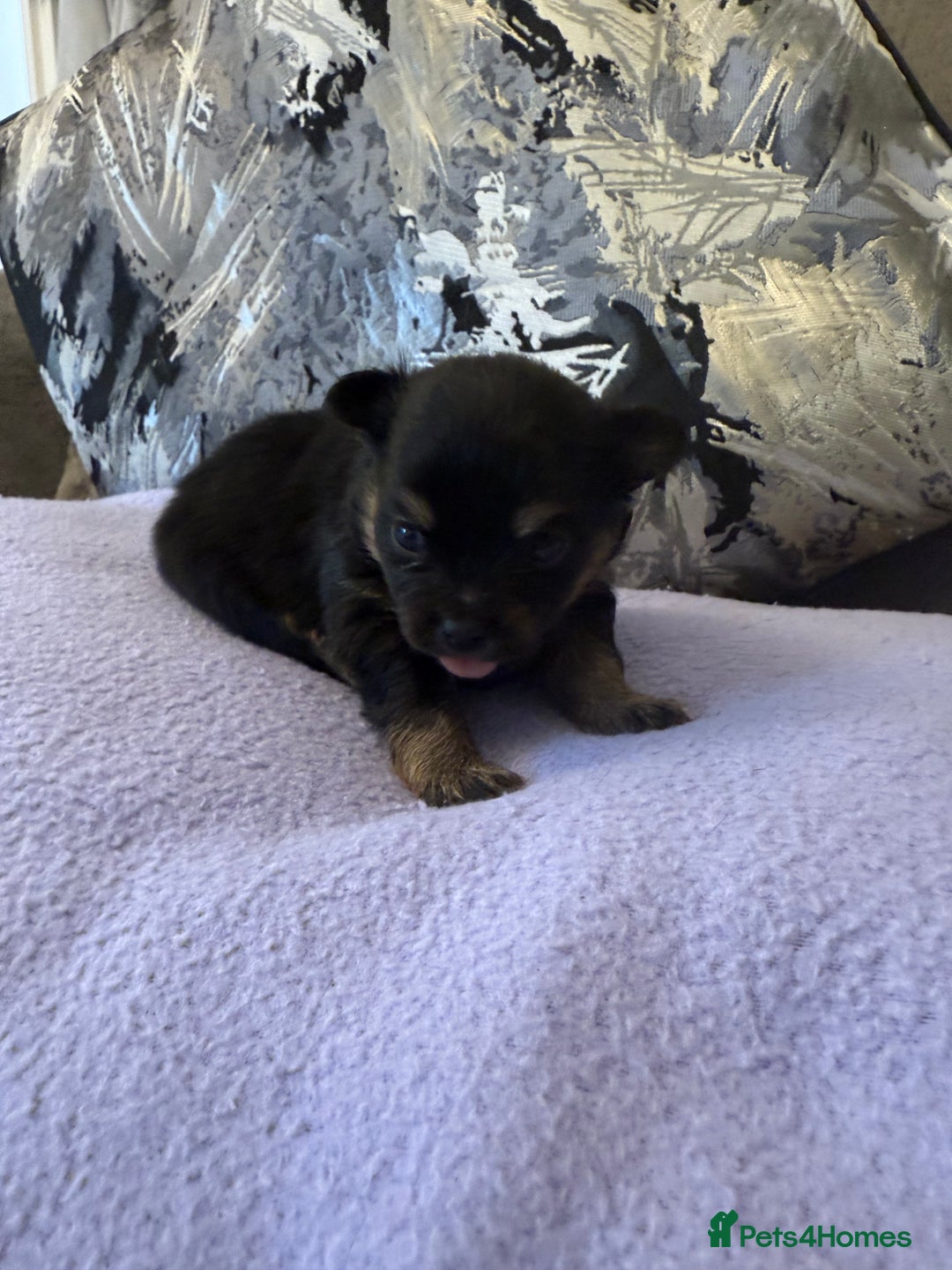 Pomchi dogs for sale: 3/4 Pomeranian  - Image 4