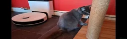 Maine Coon cats for sale: Active Maine Coon girl in Manchester - Advert 3