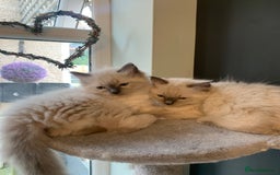 Ragdoll cats for sale: Pure Bluepoint Ragdoll kittens - Image 10