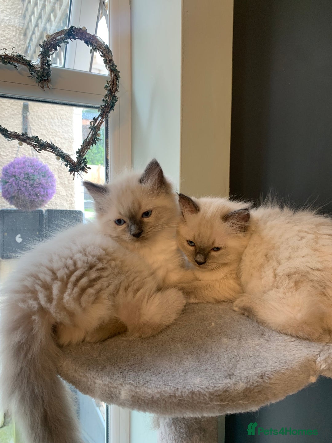 Ragdoll cats for sale: Pure Bluepoint Ragdoll kittens - Image 10