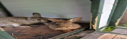 Lionhead rabbits for sale: Mini lop male and lion head female 4 month old - Advert 3