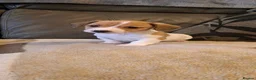 Mixed Breed dogs for sale: Jack-chi x dachshund puppies in Halkirk - Advert 13