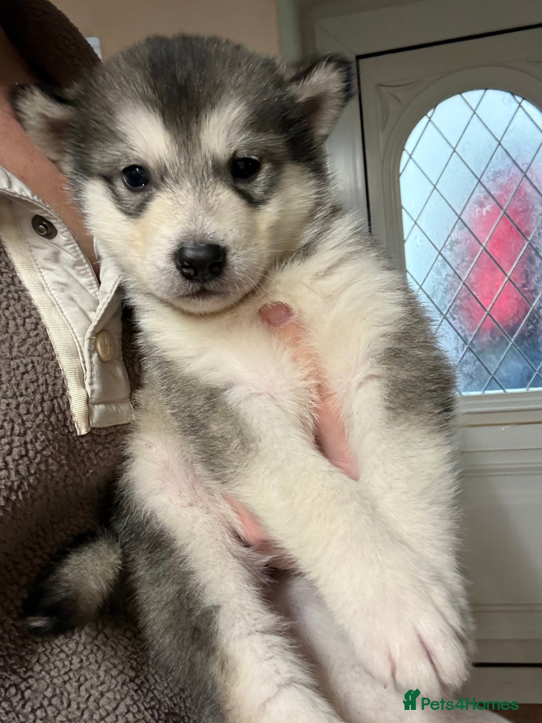 Alaskan Malamute dogs for sale: K.C registered Quality Alaskan Malamute puppies - Advert 10