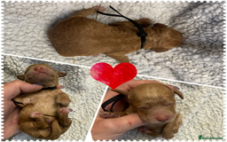 Cockapoo dogs for sale: Beautiful F2b Cockapoo Puppies 3M 3F available - Image 8