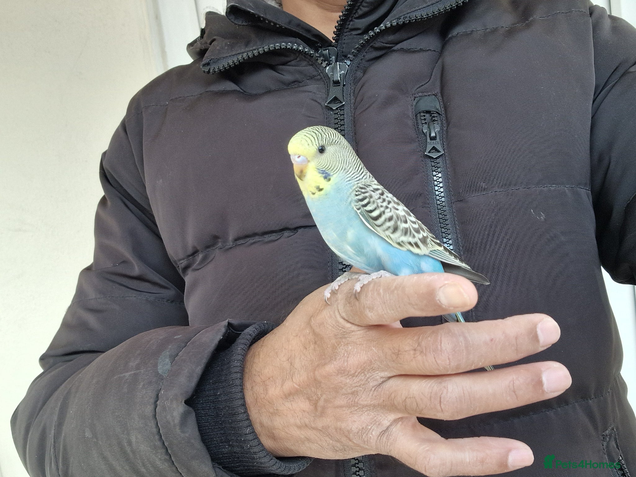 Budgerigars birds Super hand tamed baby budgies  - Advert 1