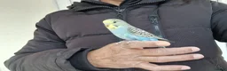 Budgerigars birds for sale: Super hand tamed baby budgies  - Advert 1