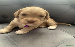 Cockapoo dogs for sale: Cockapoo Lovley Puppies  - Image 28