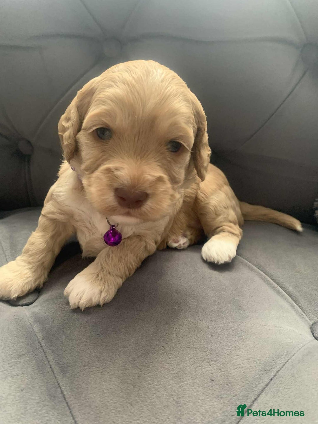 Cockapoo dogs for sale: Cockapoo Lovley Puppies  - Image 28