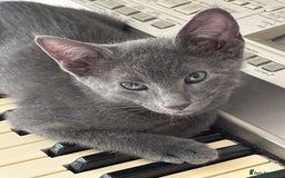 Oriental cats for sale: Ready now! Beautiful oriental mix kittens  - Image 7