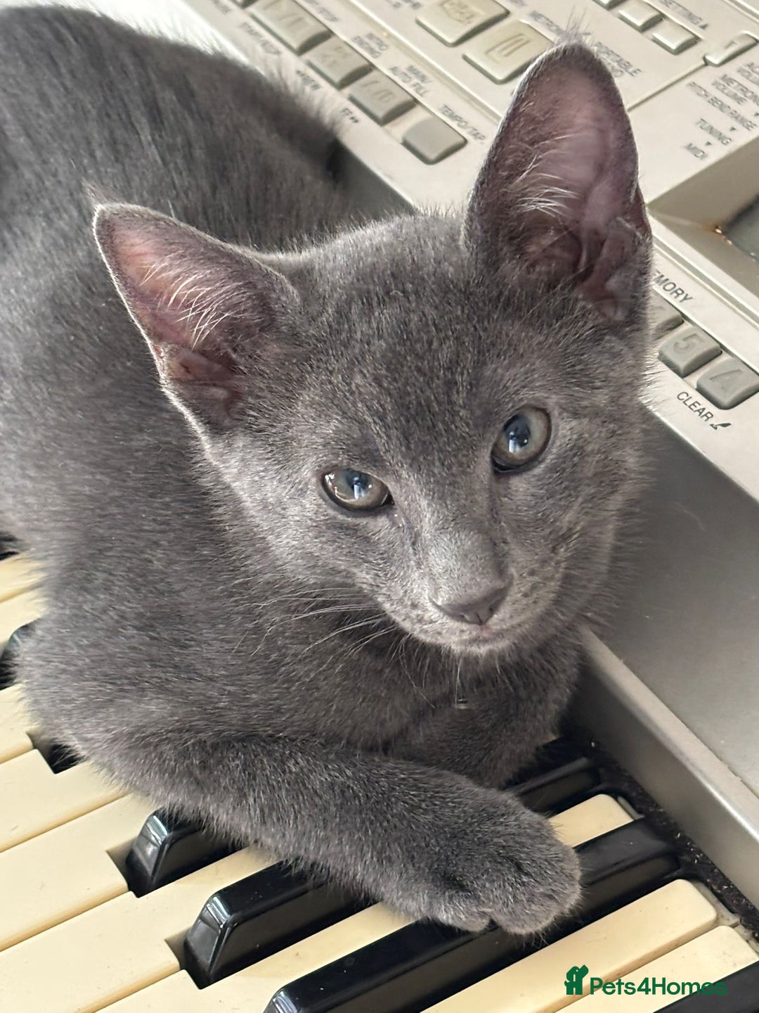 Oriental cats for sale: Ready now! Beautiful oriental mix kittens  - Image 7