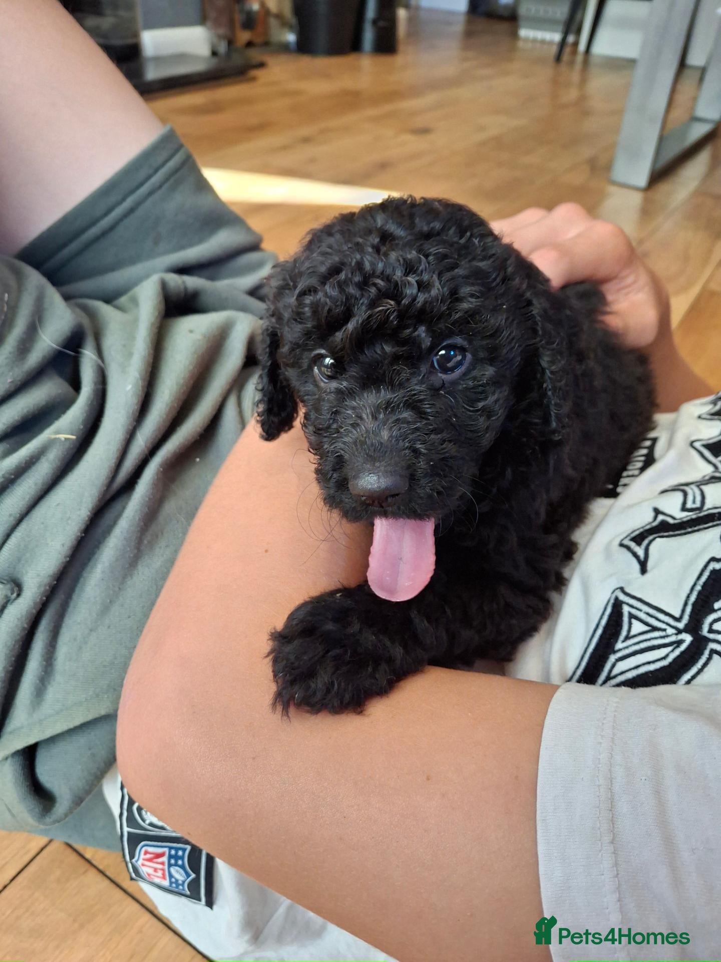 Labradoodle dogs 🐶 Exceptional Labradoodle Pups Available - Advert 1