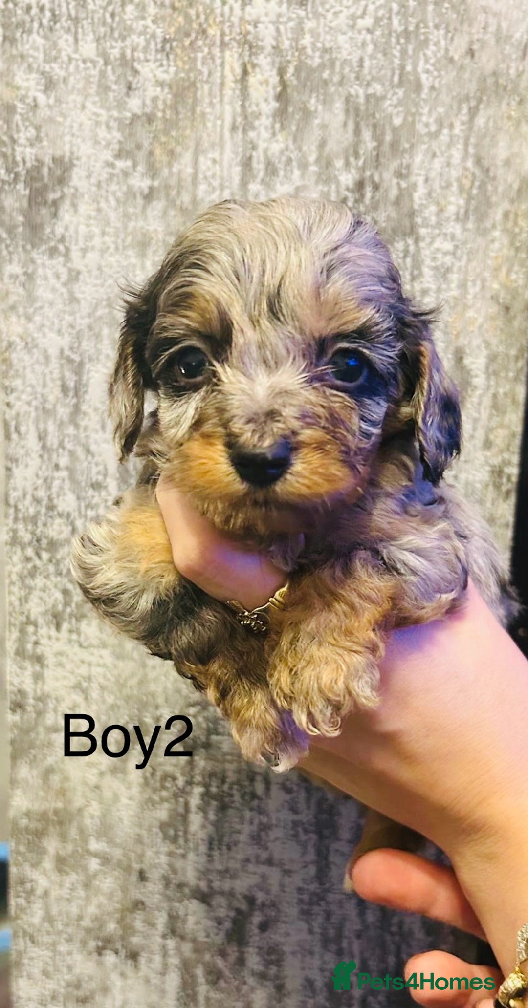 Mixed Breed dogs for sale: Adorable doxiepoo puppies  - Image 2
