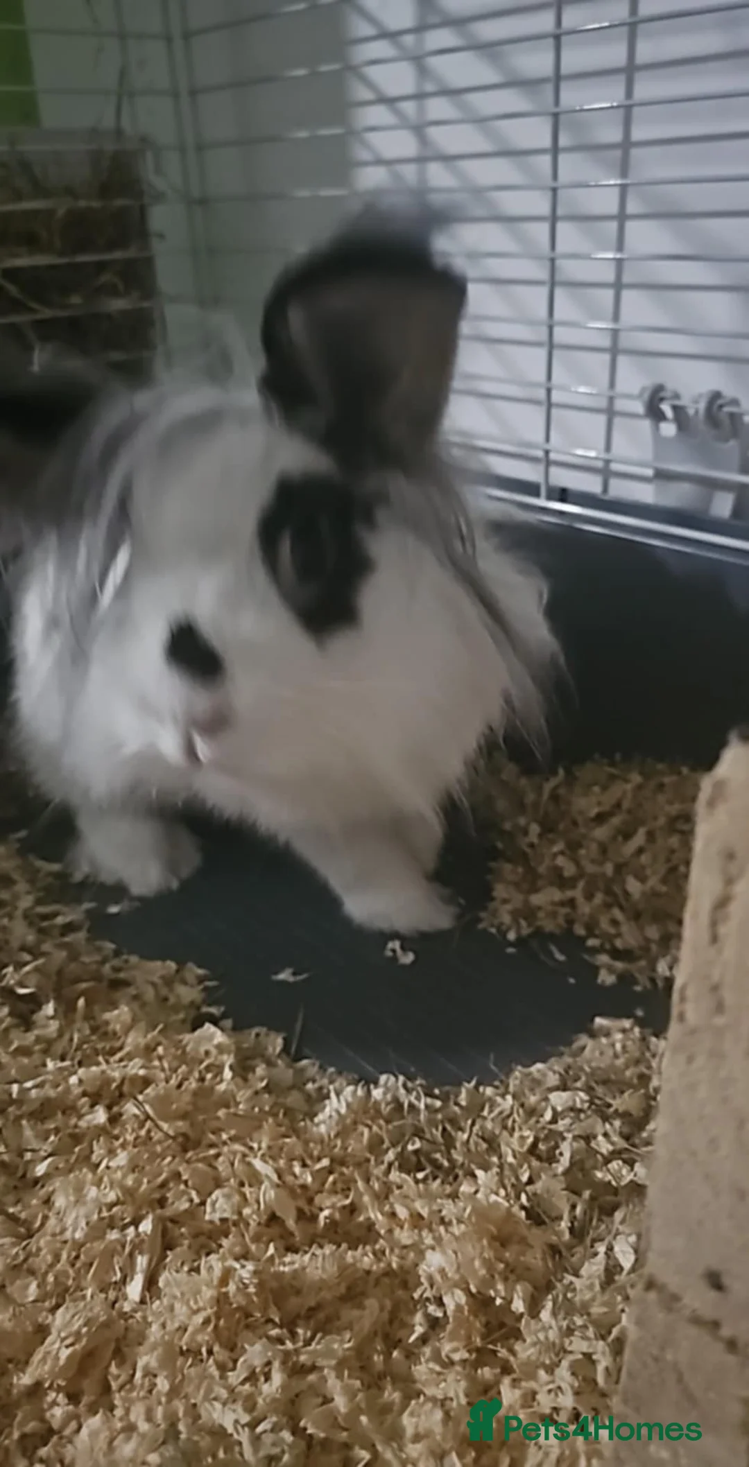 Mixed Breed rabbits for sale: For sell beautiful male rabbit - Advert 3