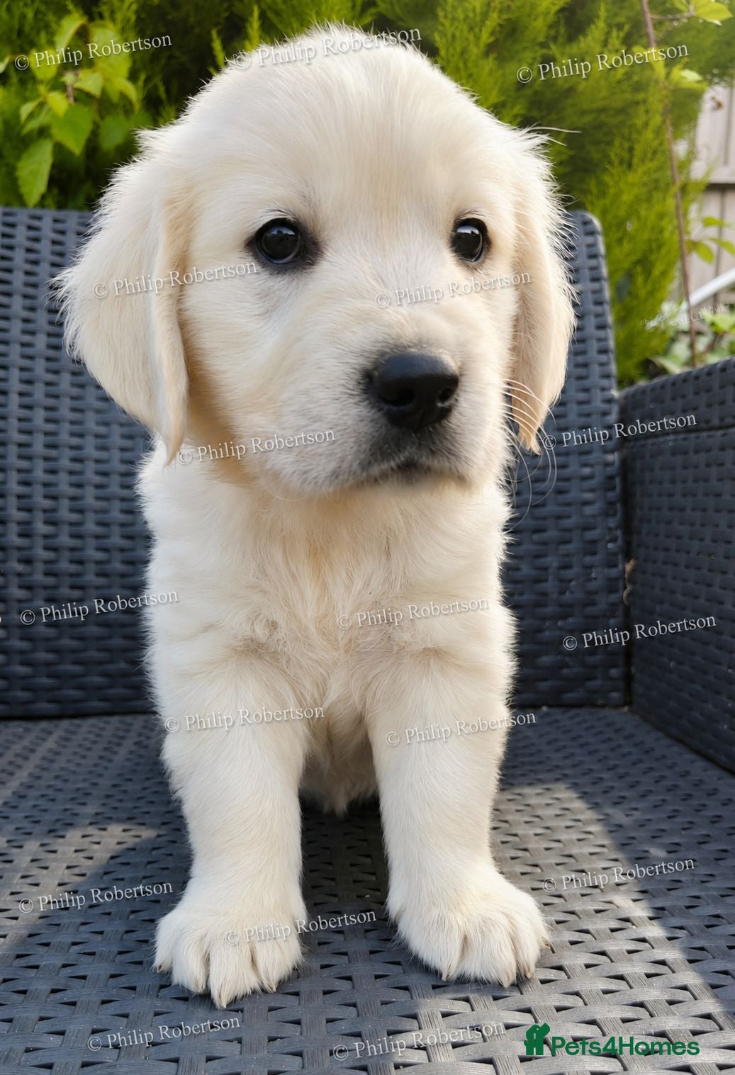 Golden Retriever dogs Chunky Cream Golden Retriever Puppies  - Advert 2