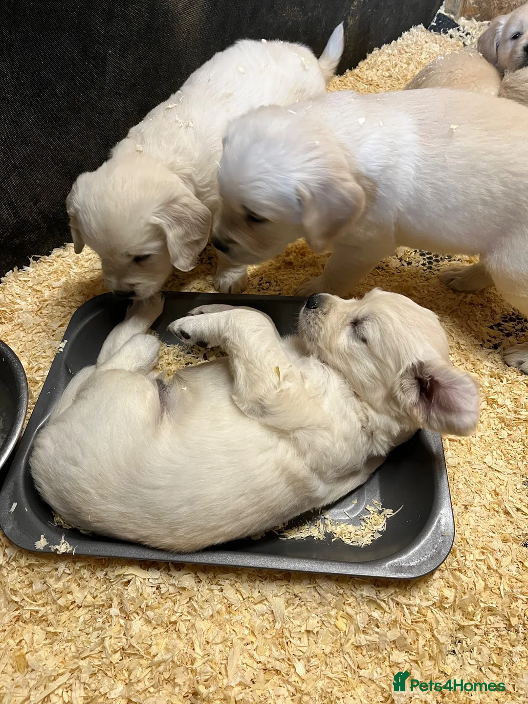 Golden Retriever dogs for sale: Pedigree show quality golden retrievers  - Advert 6
