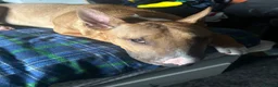 Bull Terrier dogs for sale: BEAUTIFUL YOUNG MALE BULL TERRIER - Advert 3