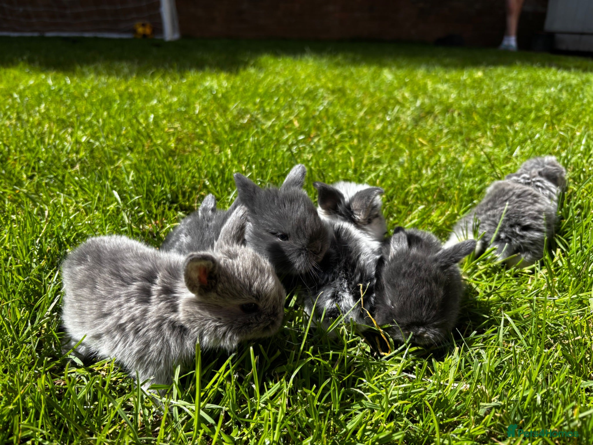 Mini Lop rabbits 6 Baby Mini Lops - Advert 8