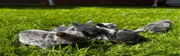 Mini Lop rabbits for sale: 2 Blue Baby Mini Lops - Advert 7