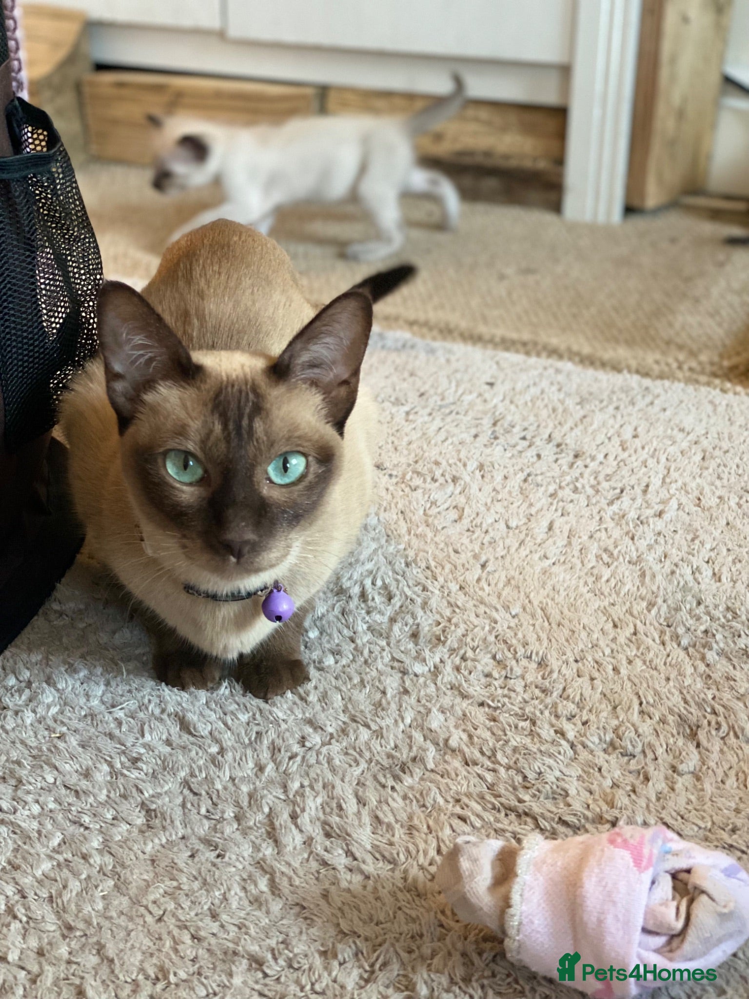 Tonkinese cats Tonkinese x Ragdoll - Advert 1