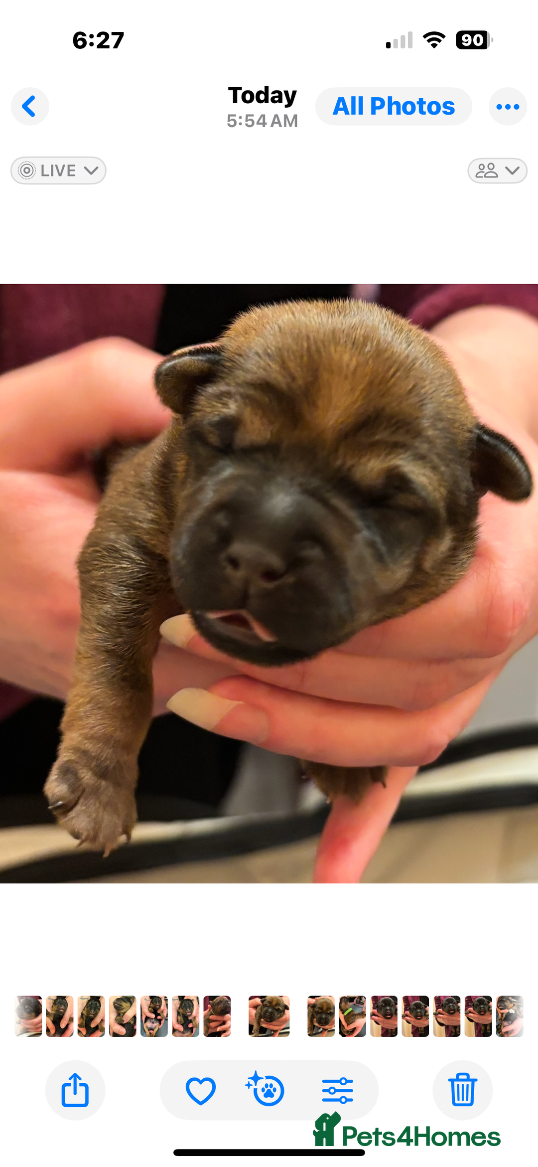 Mixed Breed dogs for sale: Beautiful patter dale x Lakeland terrier  - Image 18