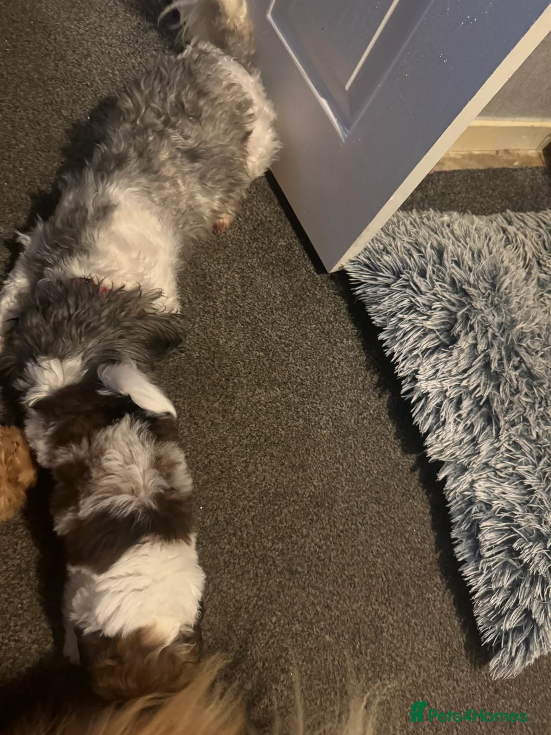 Shih Tzu dogs for sale:  Beautiful little puppy - Advert 2