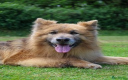 German Shepherd dogs for sale: ❤️KC health tested unique gsd babies 🩷 - Image 23