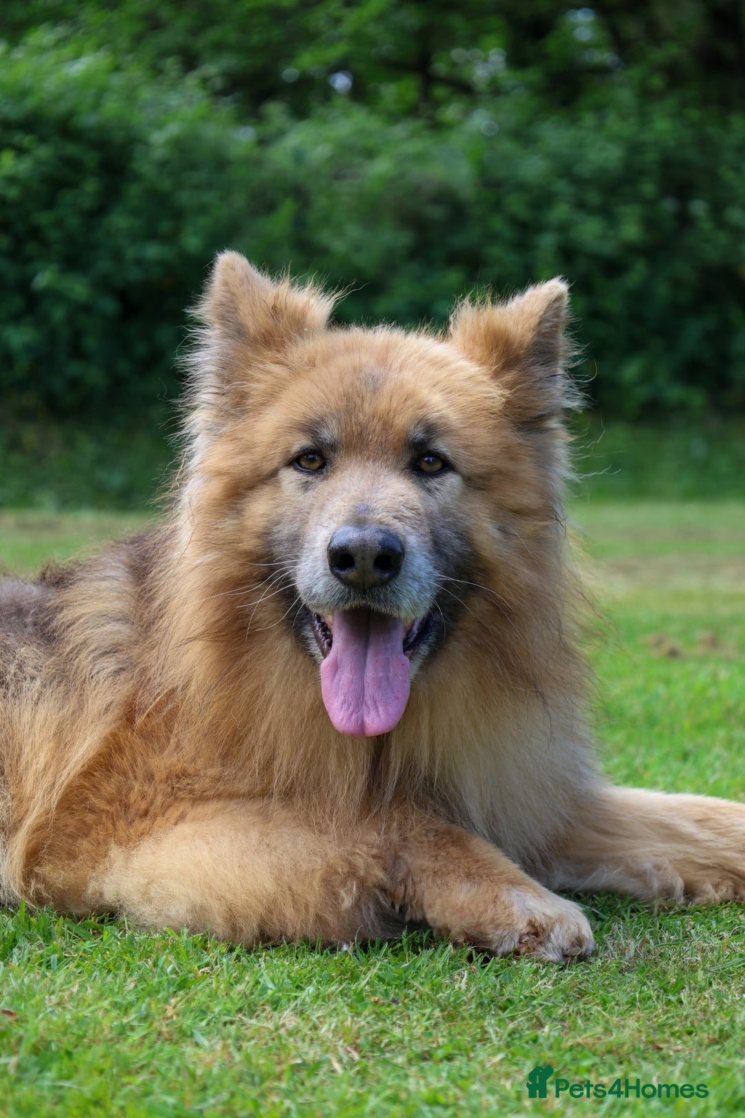 German Shepherd dogs for sale: ❤️KC health tested unique gsd babies 🩷 - Image 23