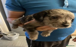 Mixed Breed dogs for sale: Beautiful puppies - Image 4