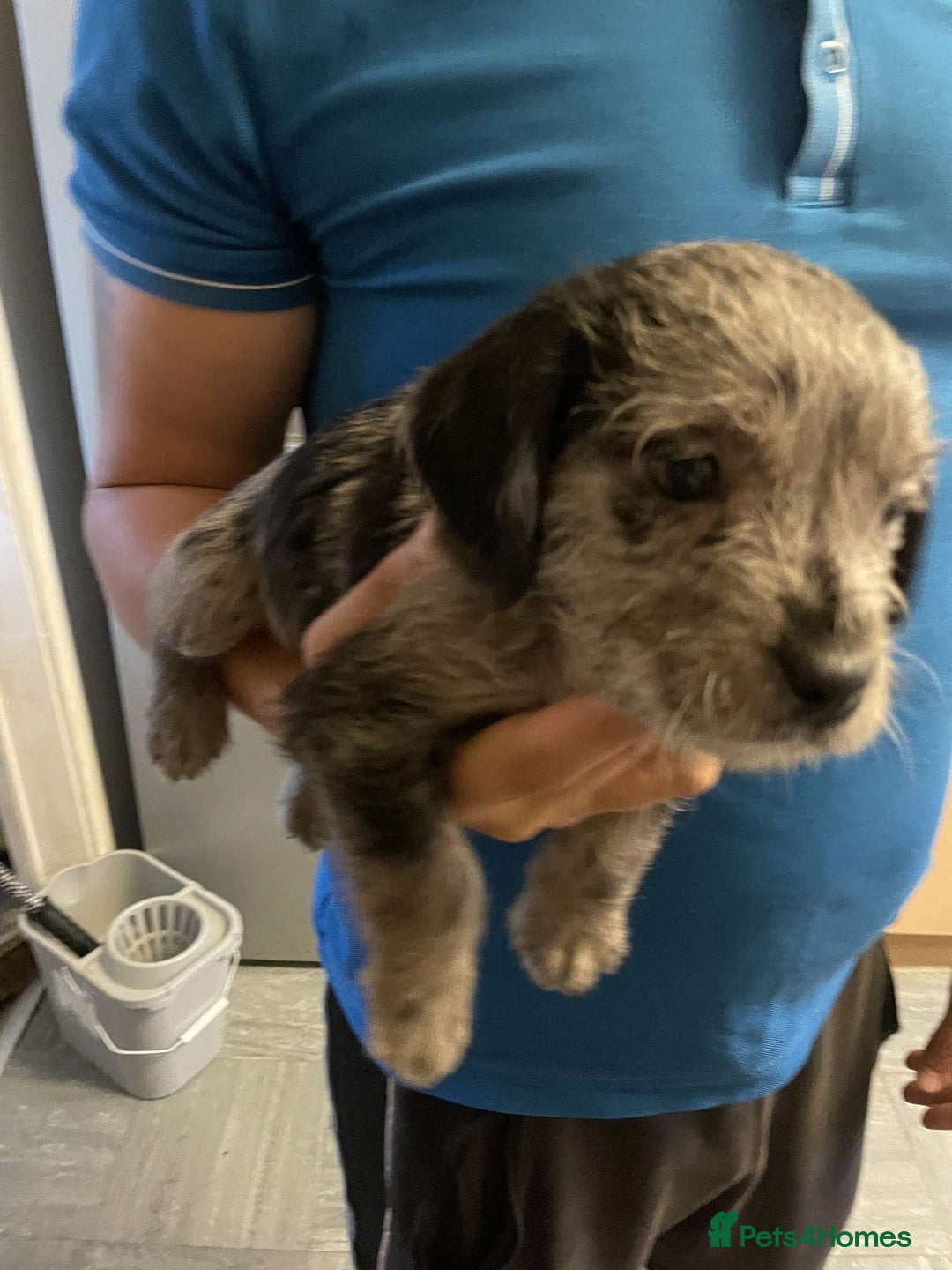 Mixed Breed dogs for sale: Beautiful puppies - Image 4