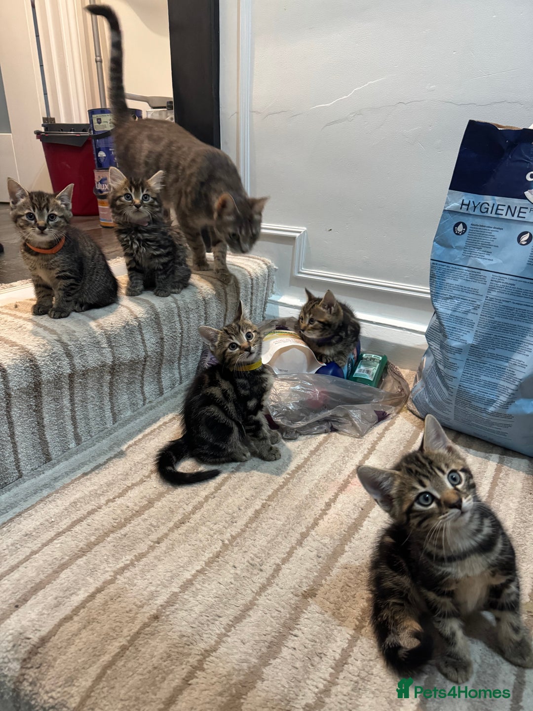 Mixed Breed cats for sale: 2 Beautiful Tabby Female Kittens - Image 8