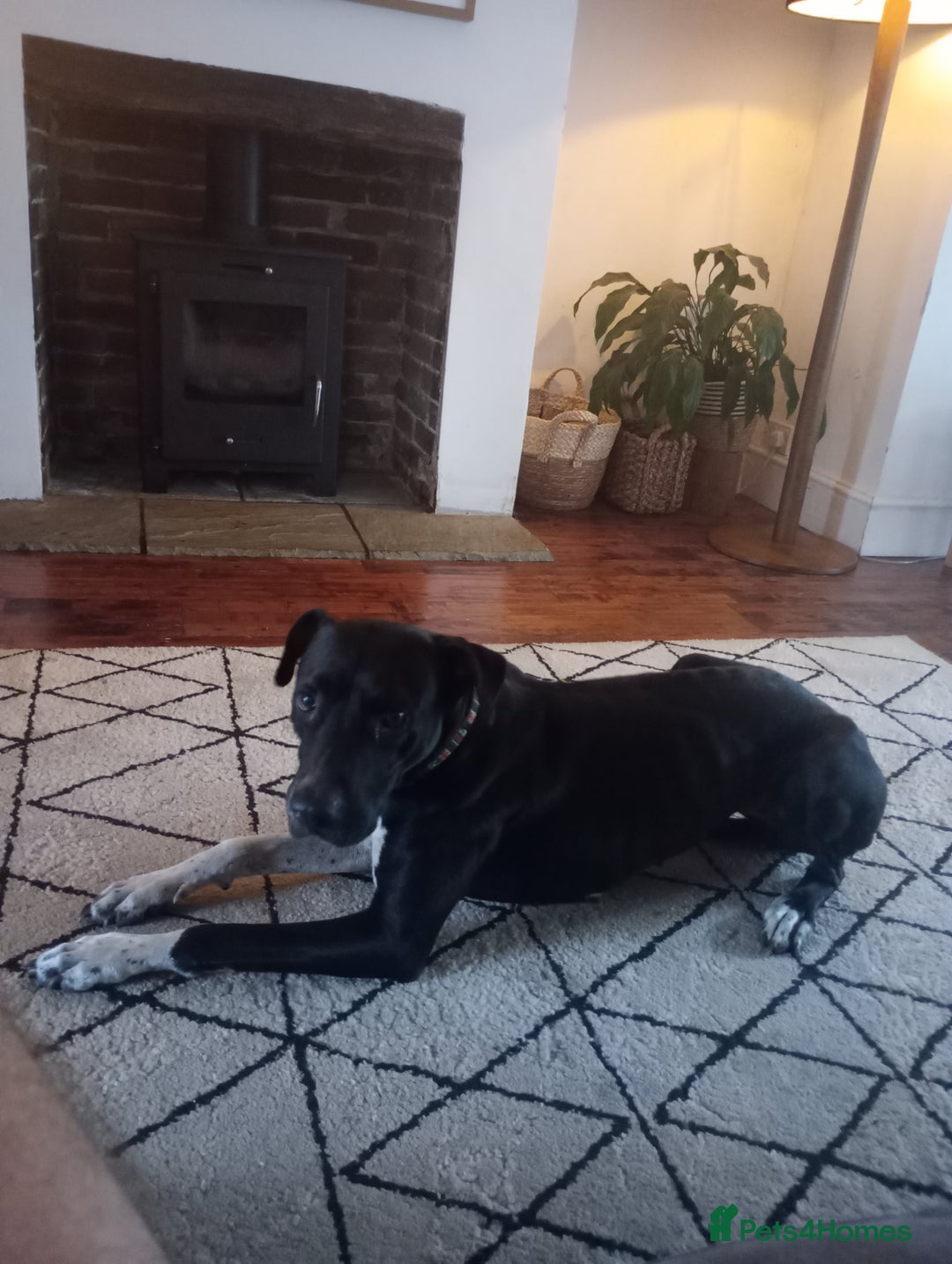 Mixed Breed dogs for sale: Adventurous Loving Female Bull Lurcher - Advert 4